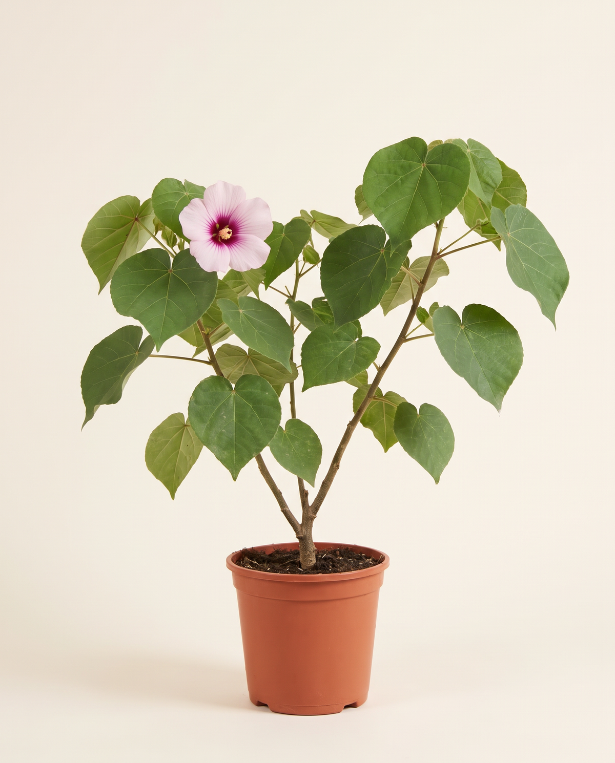 Coastal mallow tree