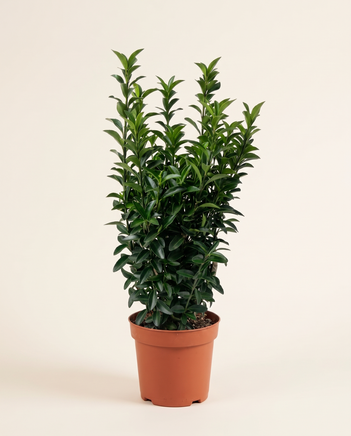 Euonymus Jap Microphyllus