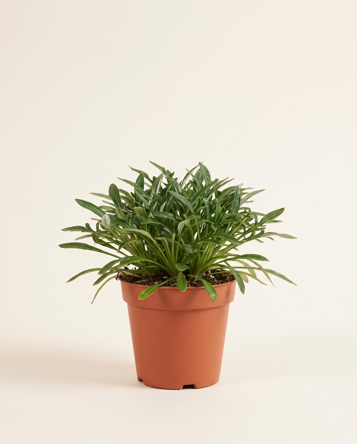 Gazania جازانيا