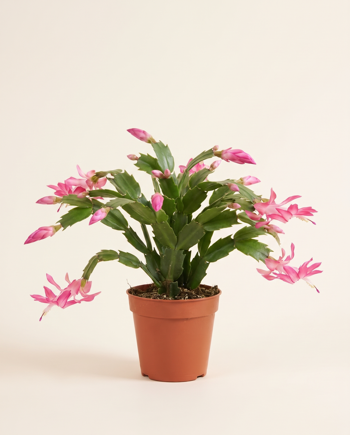Folkaria cactus صبار