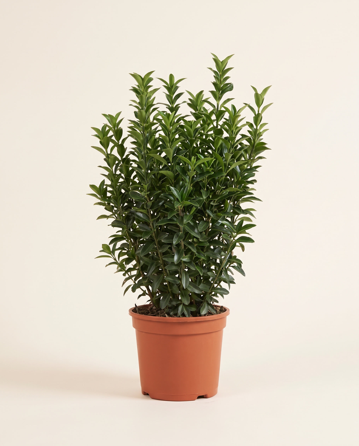 Euonymus Japonicus Microphyllus Euonymus jap Microphyllus يونيموس ياباني