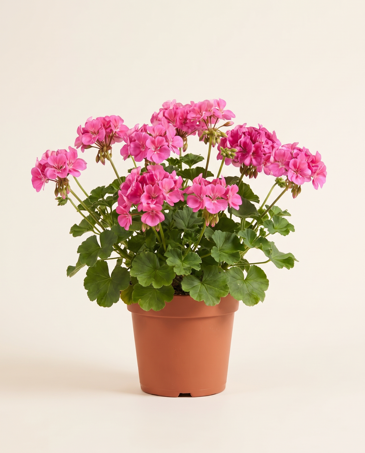Geranium جيرانيوم