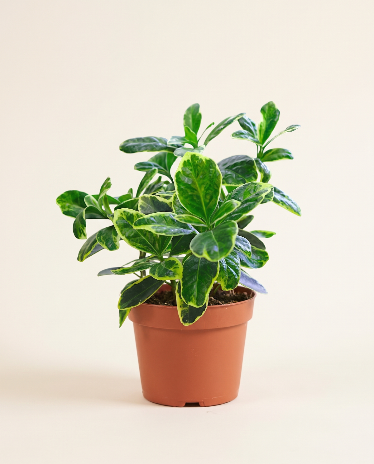 Euonymus Japonicus اينيموس(مضاض ياباني)