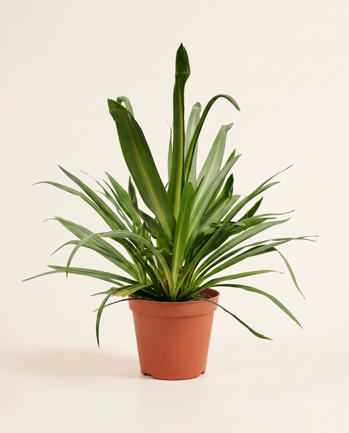Giant Crinum Lily 30cm زنبق