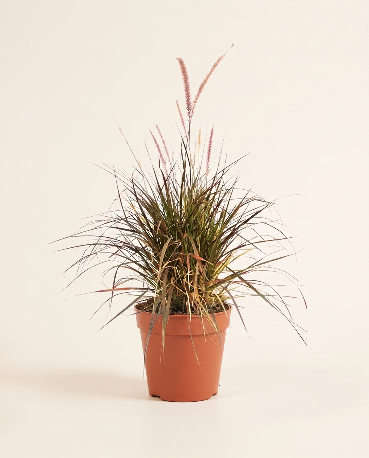 Helfa Pink