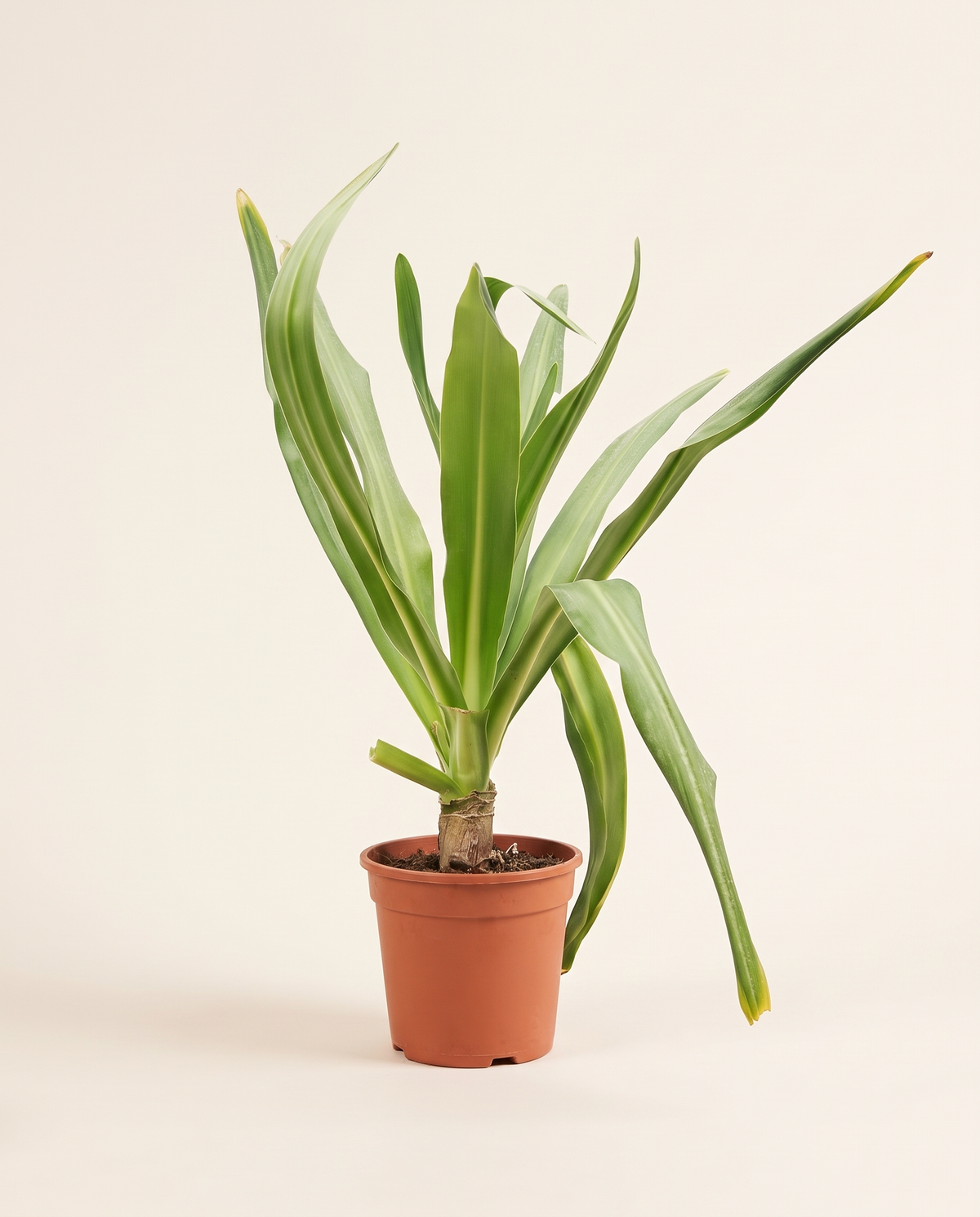 Giant Crinum Lily 25 Cm زنبق