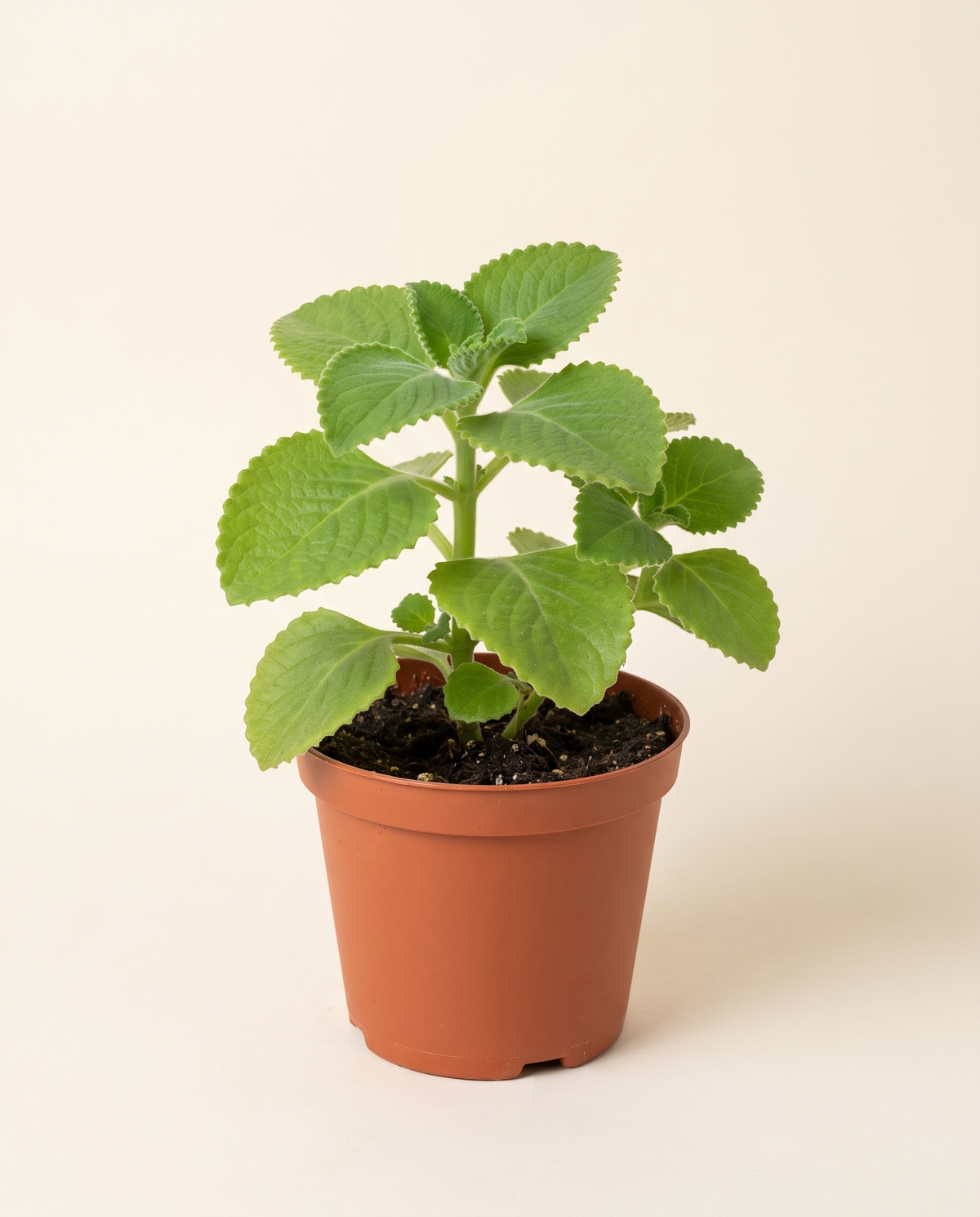 Indian Borage (Zatar / oregano) أوريغانو