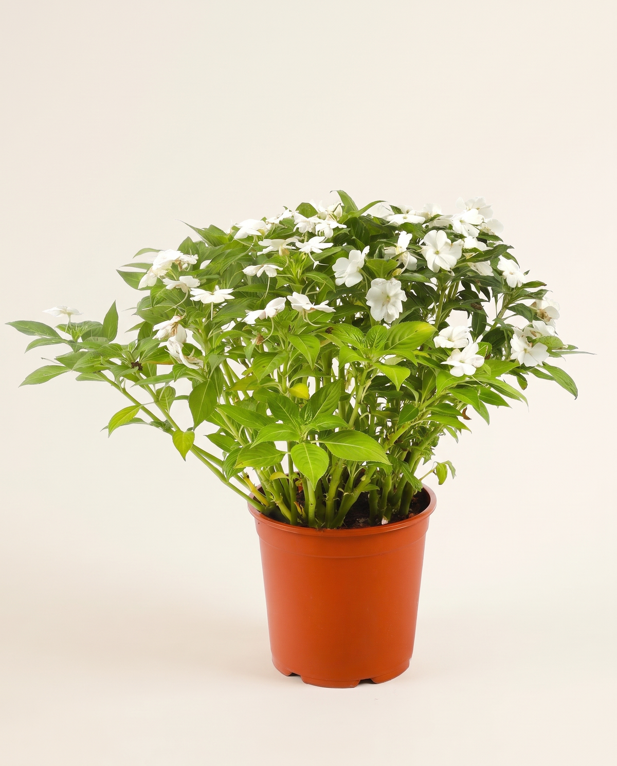 Impatiens إمباشنس