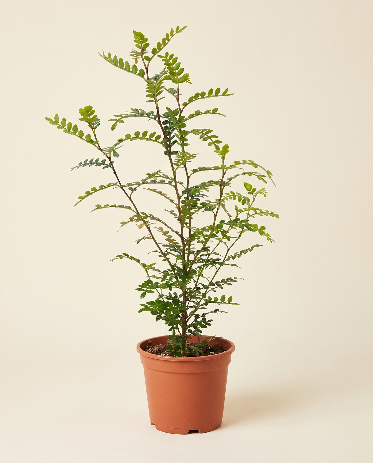 Indian Incense Shrub (Bokhor) 25 cm Pot بخور هندي عطري