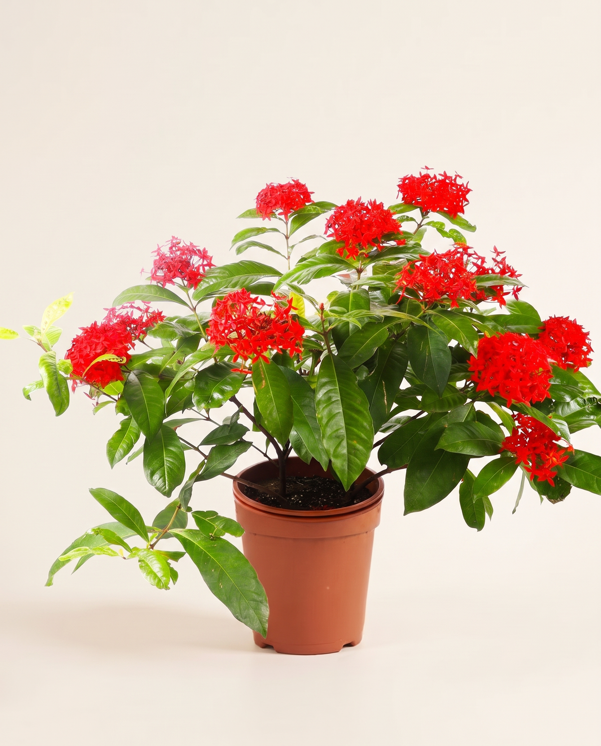 Ixora إكسورا