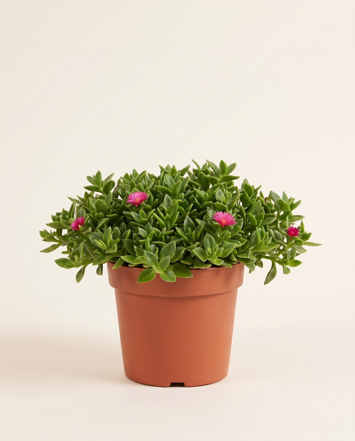 Lampranthus