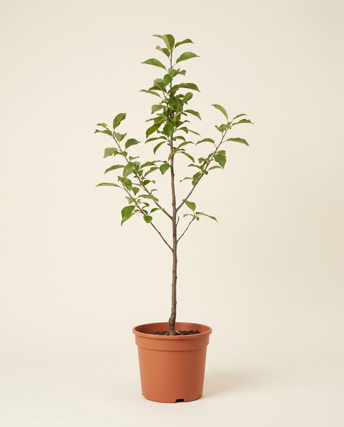 Koja tree