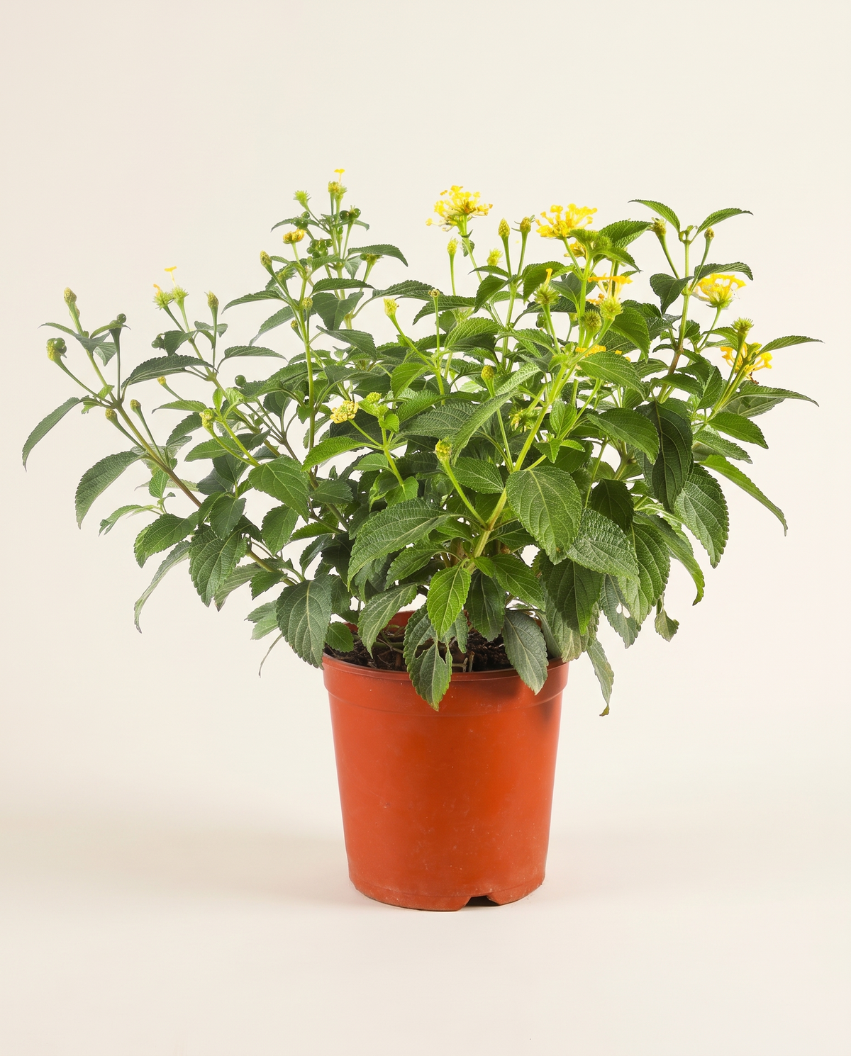 Lantana Camara لانتانا