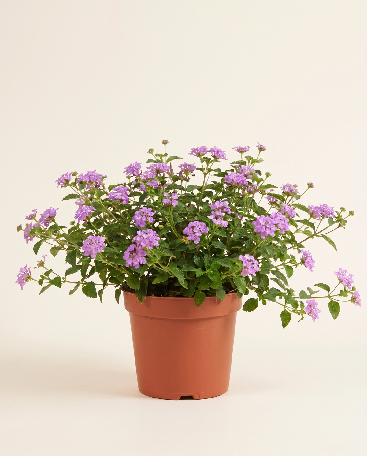 Lantana Montevidensis لانتانا
