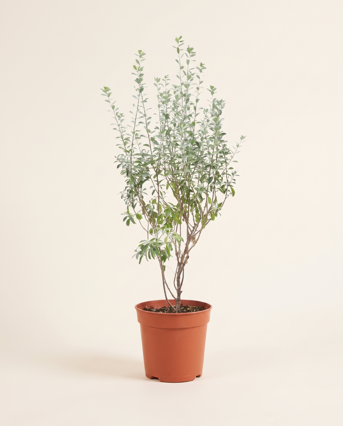 Leucophyllum (Texas Sage) ليكوفيليم