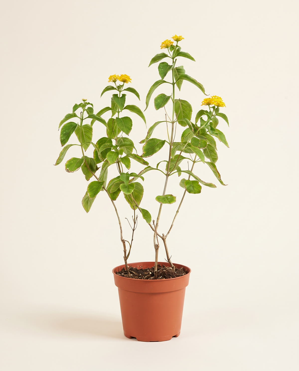 Lantana لانتانا