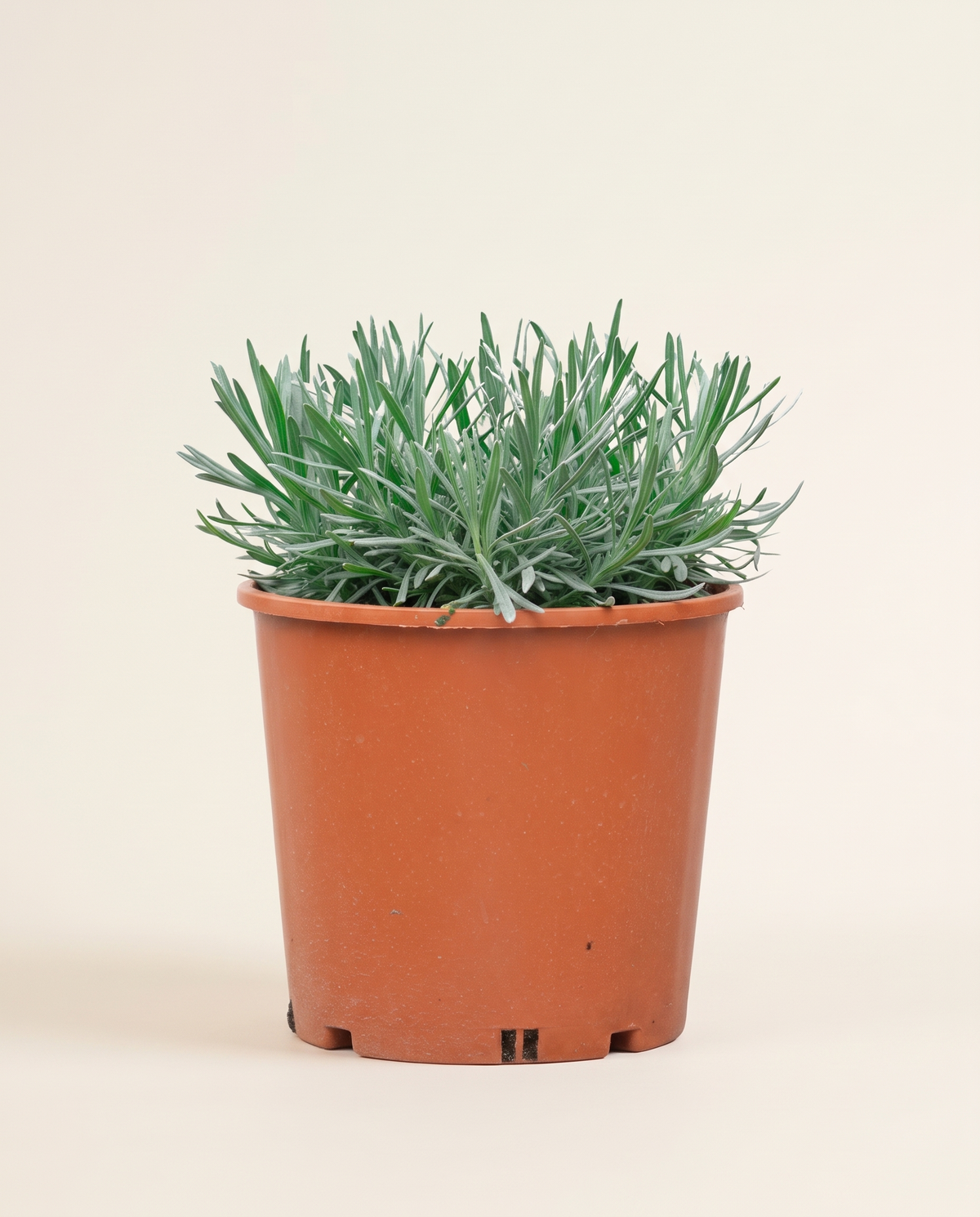 Lavender Plant نبتة لافندر