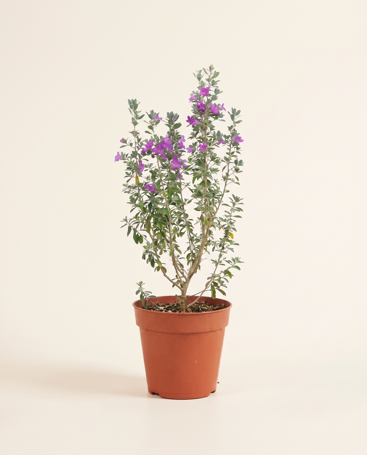 Lycophyllum لوكوفيلم