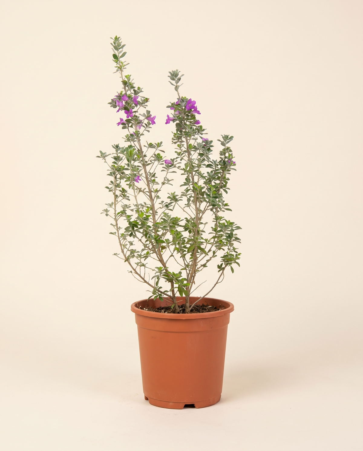 Lycophyllum With Plastic Pot