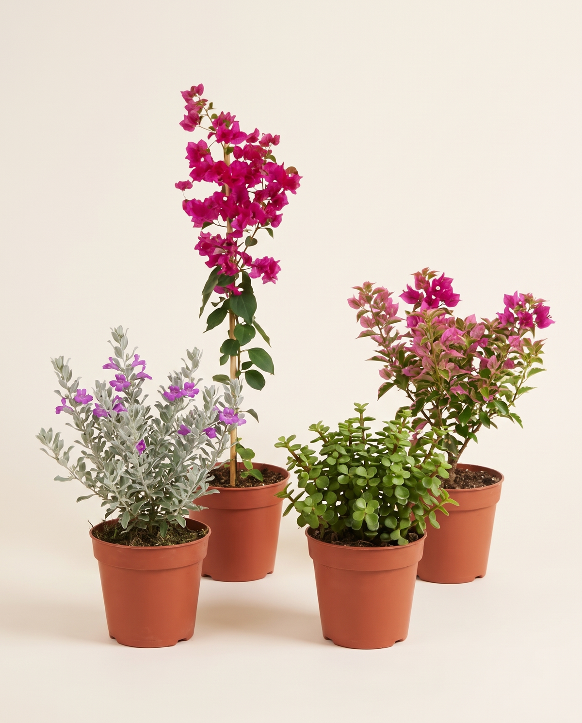 Lycophyllum And Elephant Bush And Bougainviella Climber And Bougainviella تنسيق نباتات خارجية