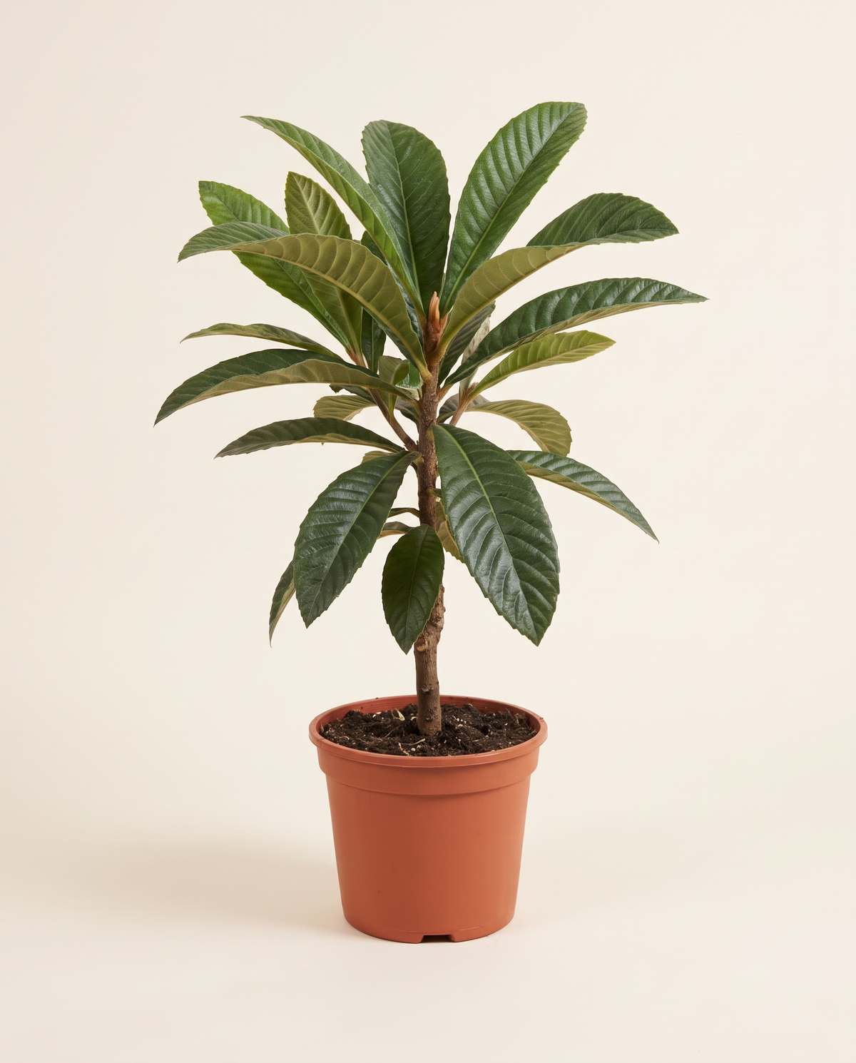 Loquat (Akkadinia) Tree لوكوات (اكادنيا)