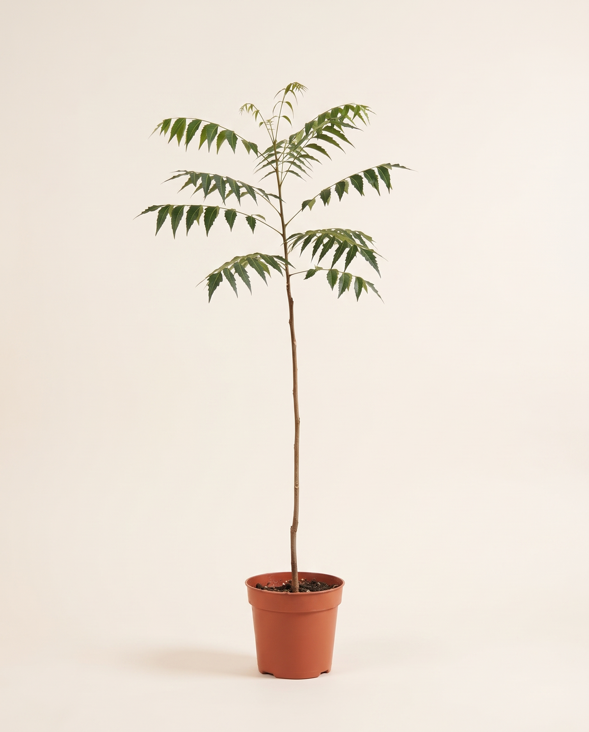 Neem Tree شجرة النيم