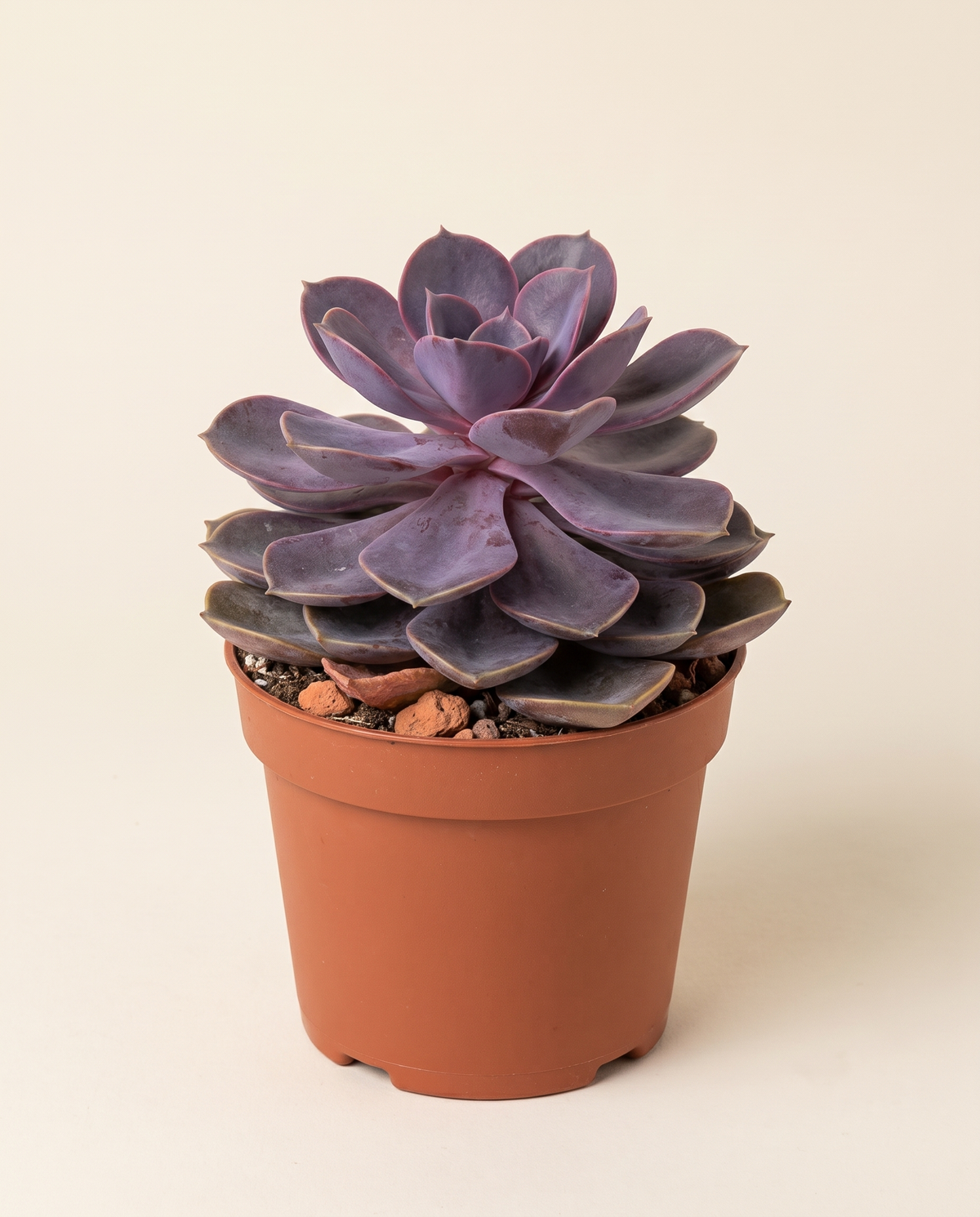 Mixed Succulent Plant – 6 Varieties, 25 cm Height نباتات عصارية مشكّلة