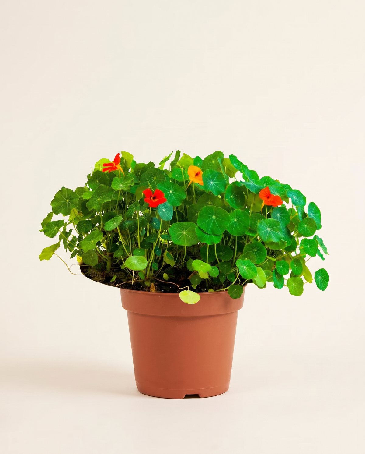 Nasturium أبو خنجر (نستيرتيوم)