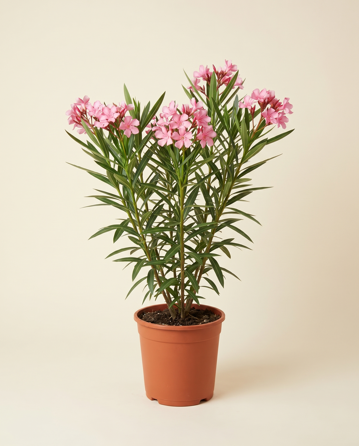Oleander Rose With Pot دفلة