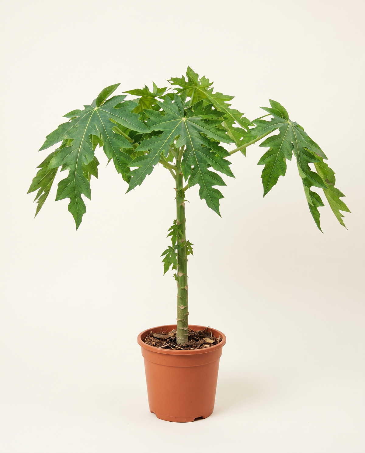Papya plant باباي