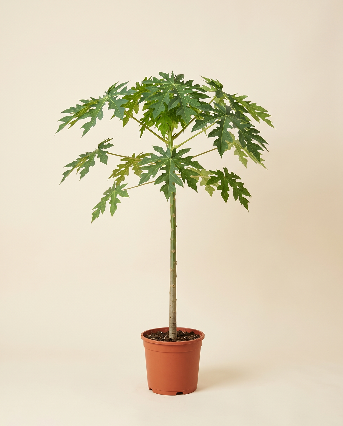 Papaya 25cm بابايا