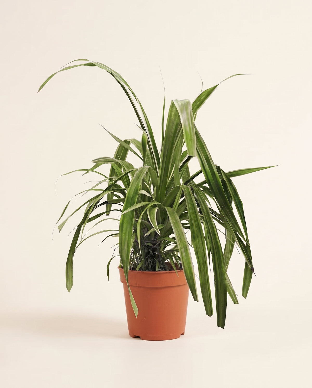 Pandanus 25cm باندانوس
