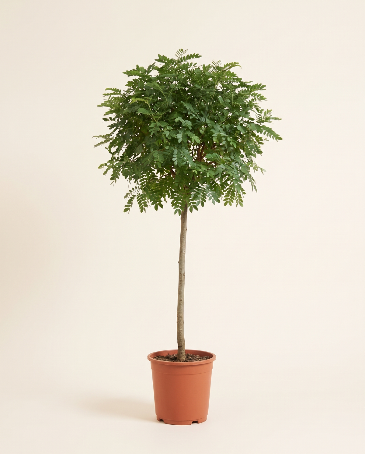Pithecellobium Dulce Tree شوكة مدراس