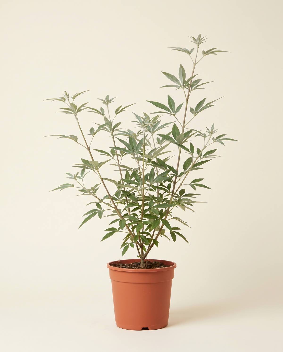 Purple Chaste Tree (Vitex agnus-castus) 45 cm كف مريم بنفسجي