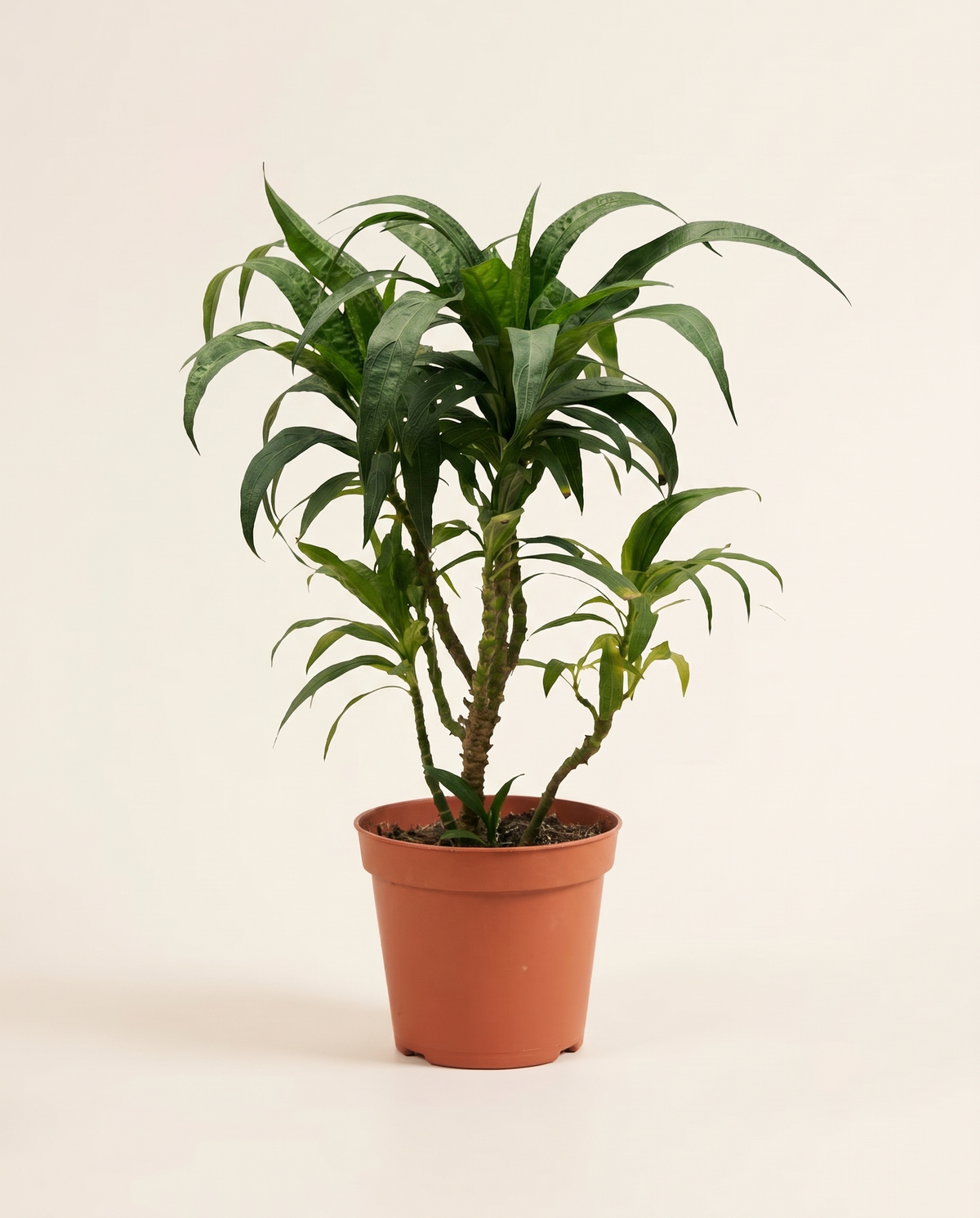 Ruelia Vertical 12cm رويليا