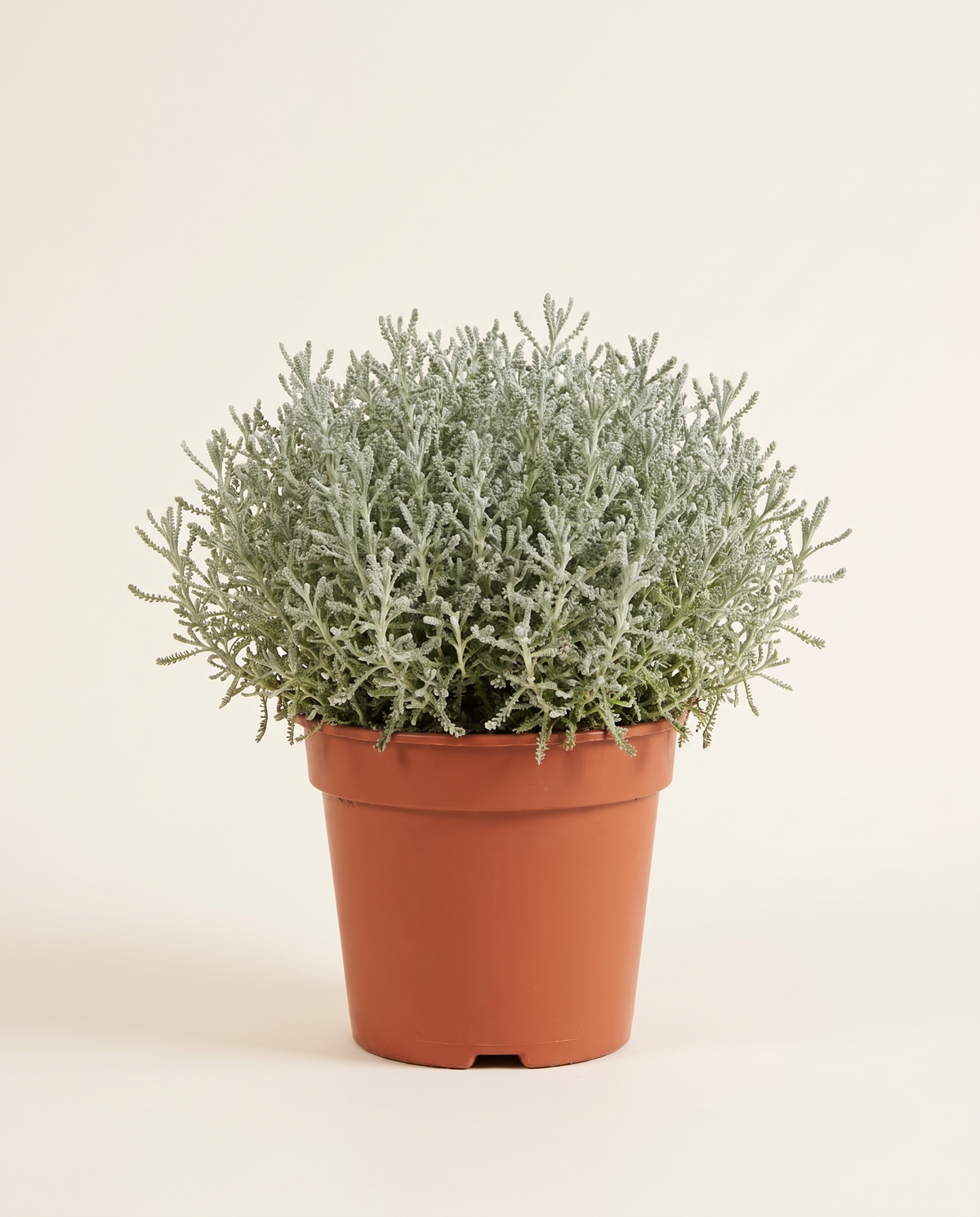 Santolina Chamaecyparissus – 70 cm Height سانتولينا