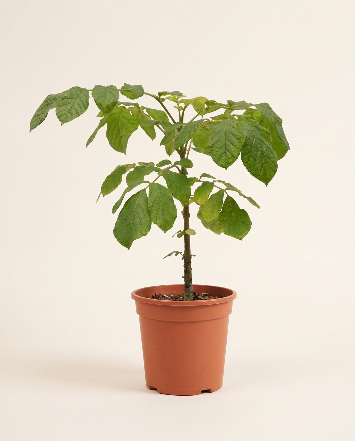 Spathodea 14cm سباثوديا (شجرة التوليب الإفريقي)