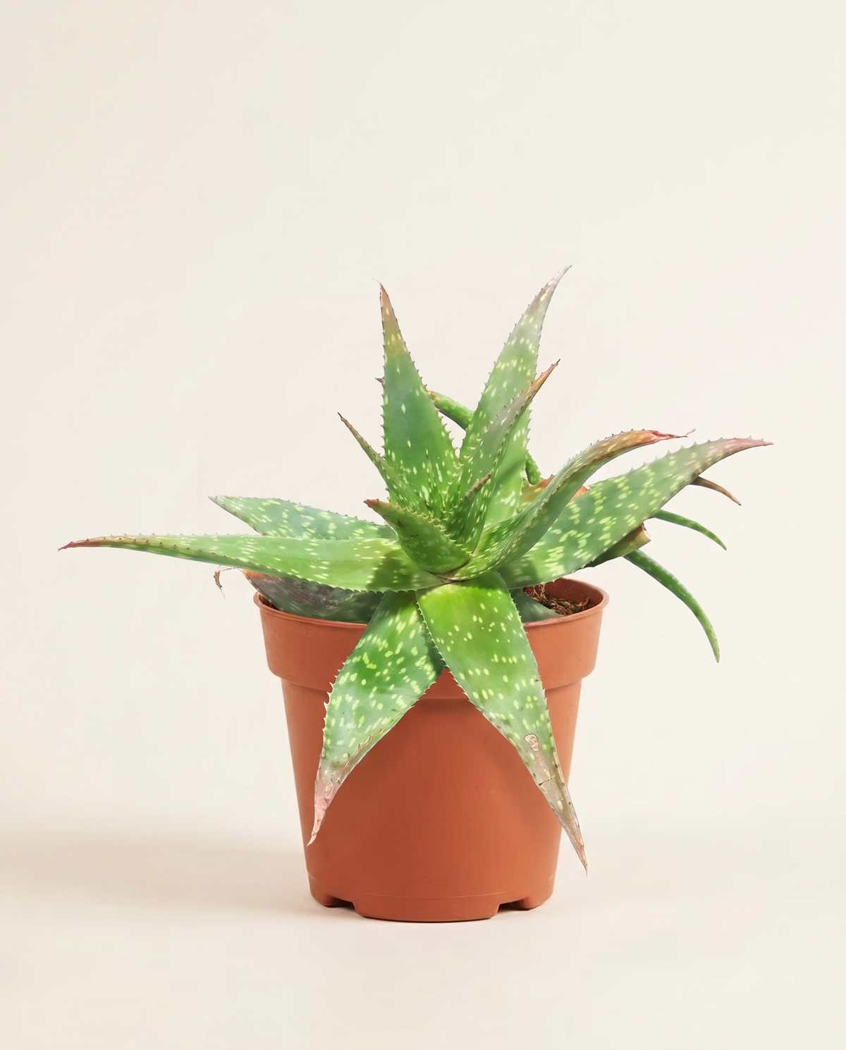 Star Cactus صبار