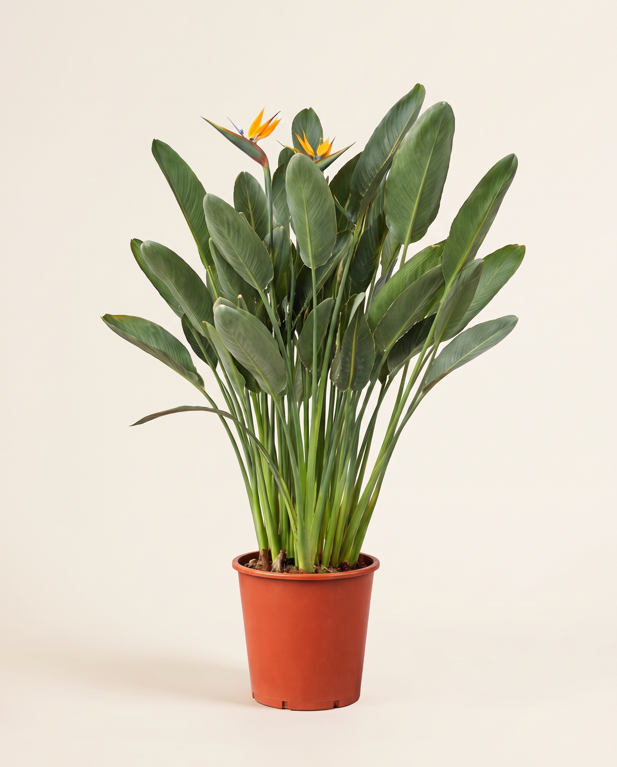 Strelitzia Reginae Plant عصفور الجنة