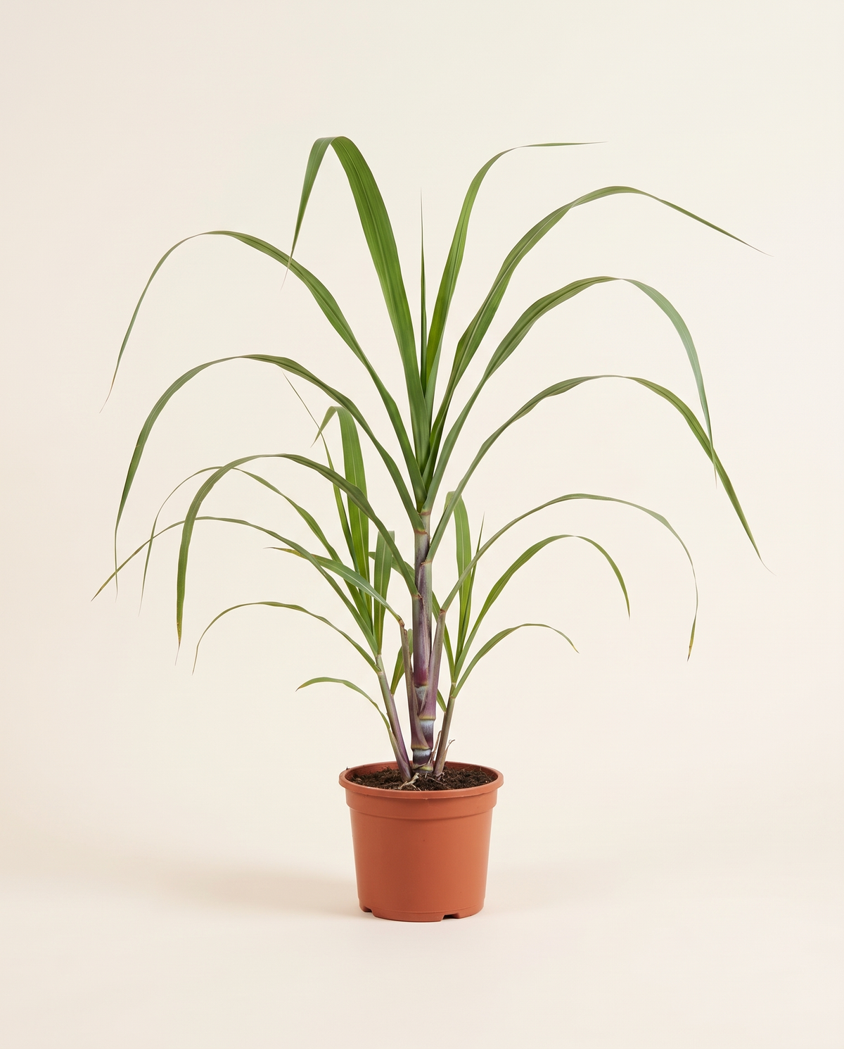 Sugarcane plant قصب السكر