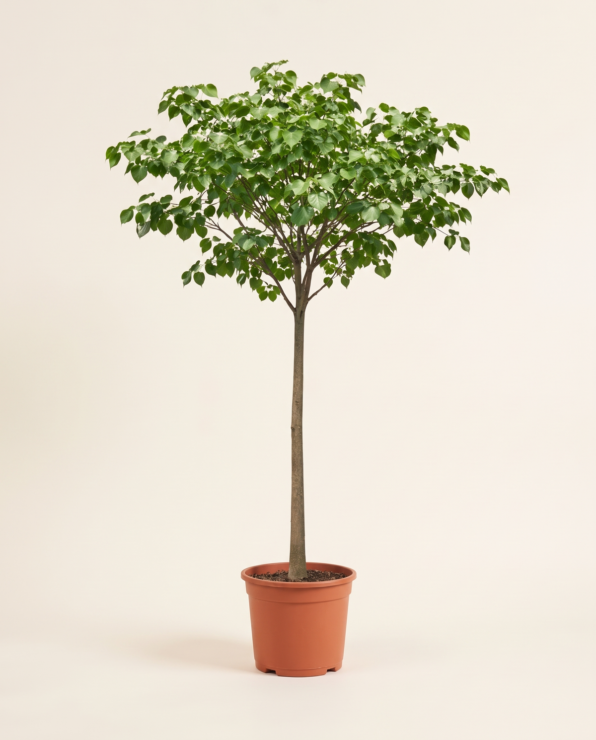 Thespesia (Portia Tree) تسبيشيا – بورتيا