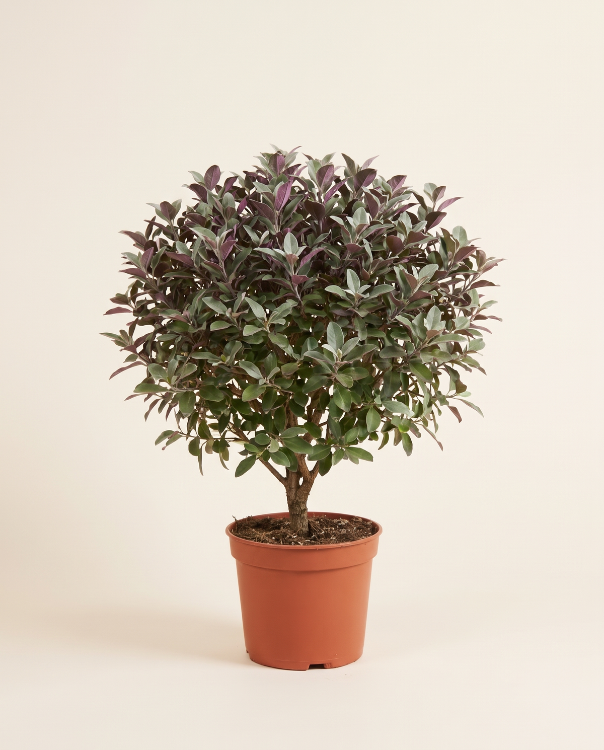 Vitex Red كف مريم
