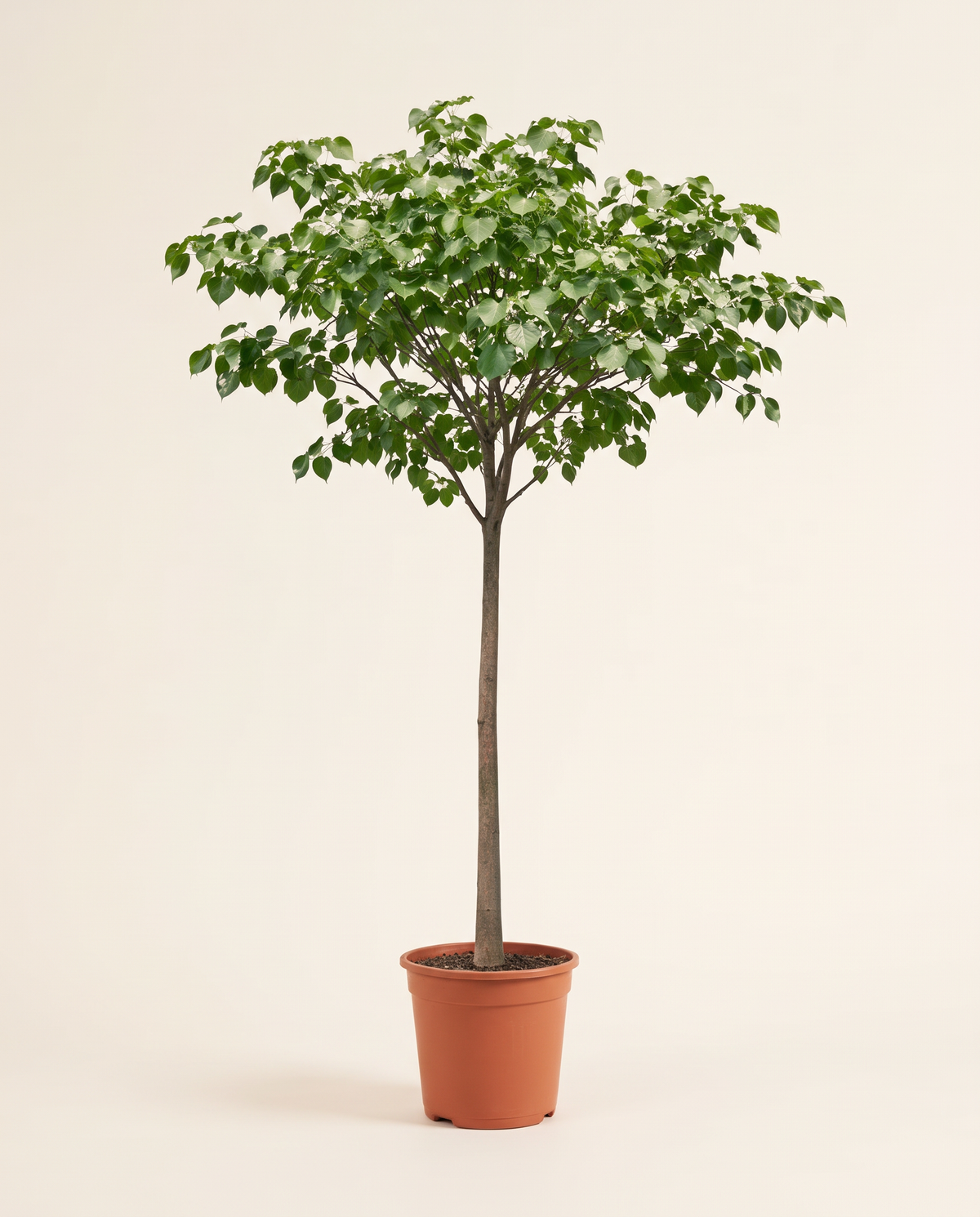 Thespesia Tree ثيسبيزيا