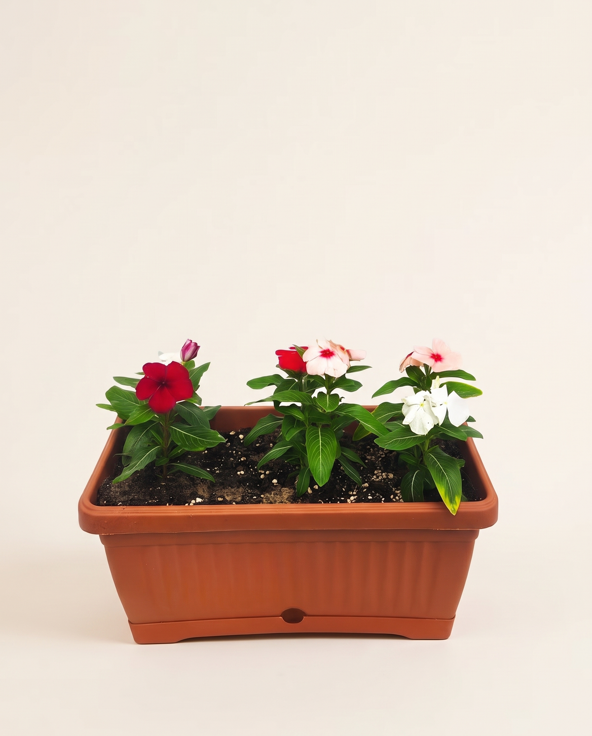 Vinca Rosea Mix ونكا
