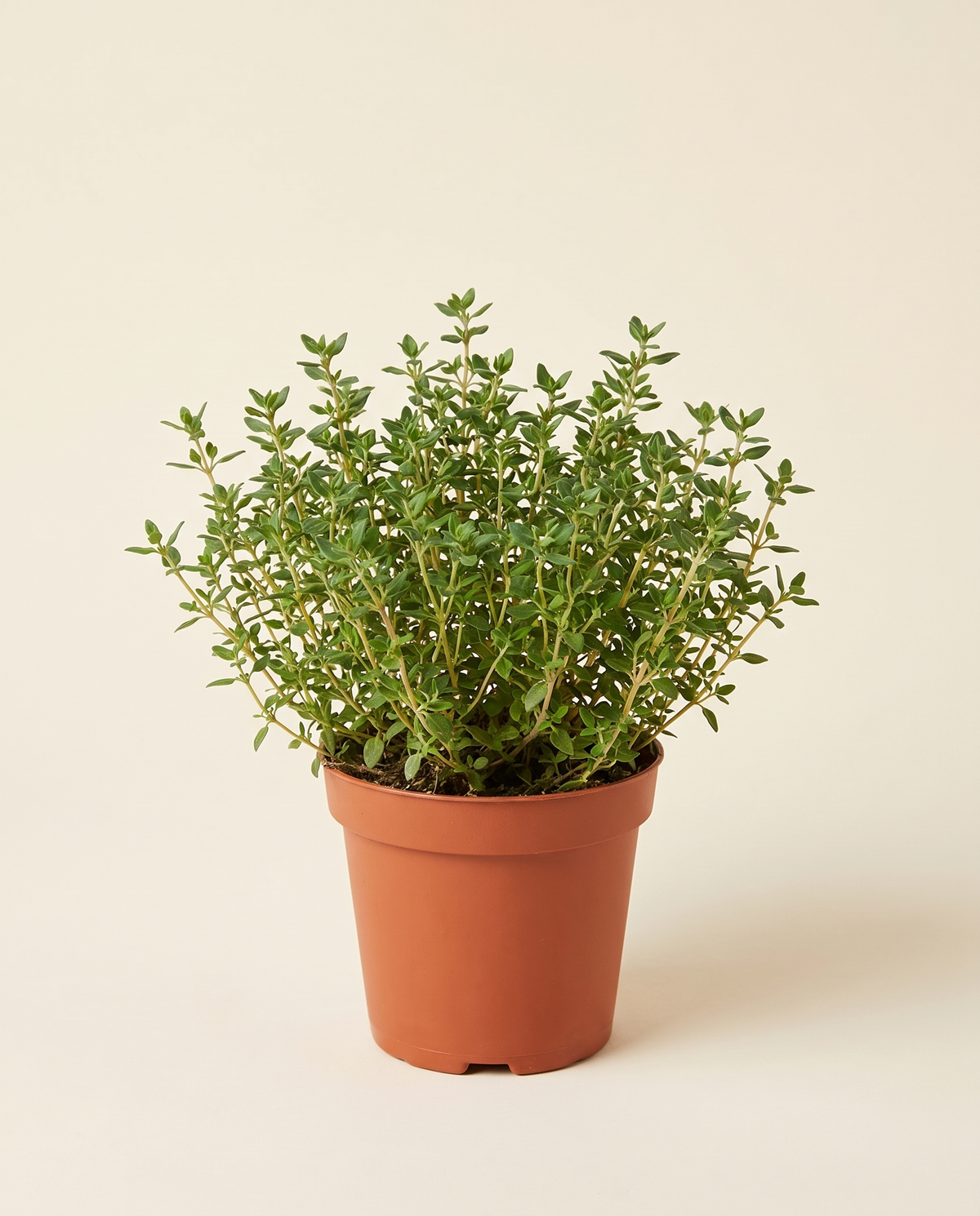 Thyme American زعتر