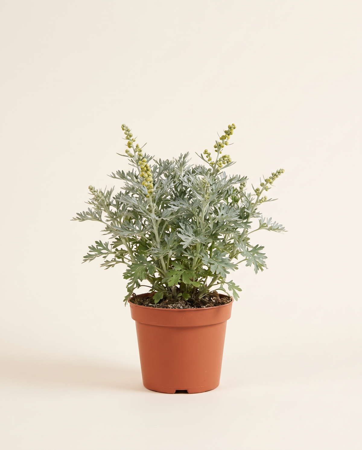 Wormwood (Artemisia) Plant شيح