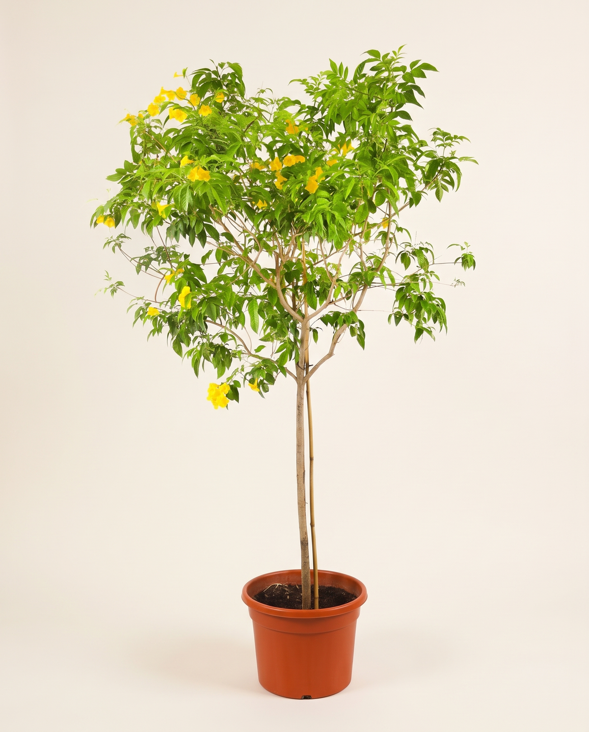Yellow Bells (Tecoma stans) تيكوما صفراء (شجيرة الأجراس الصفراء)