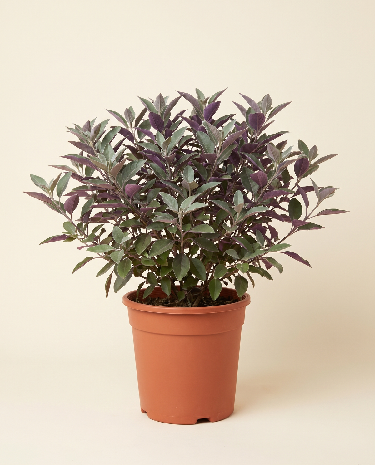 Vitex trifolia ‘Purpurea’ (Purple Vitex) نبتة كف مريم