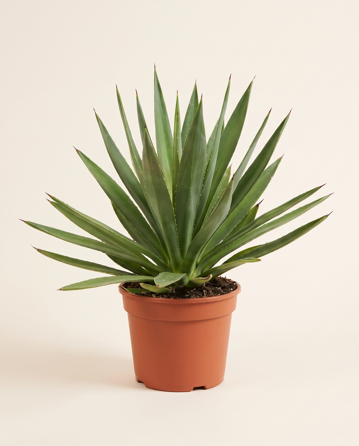 Volucaria cactus صبار