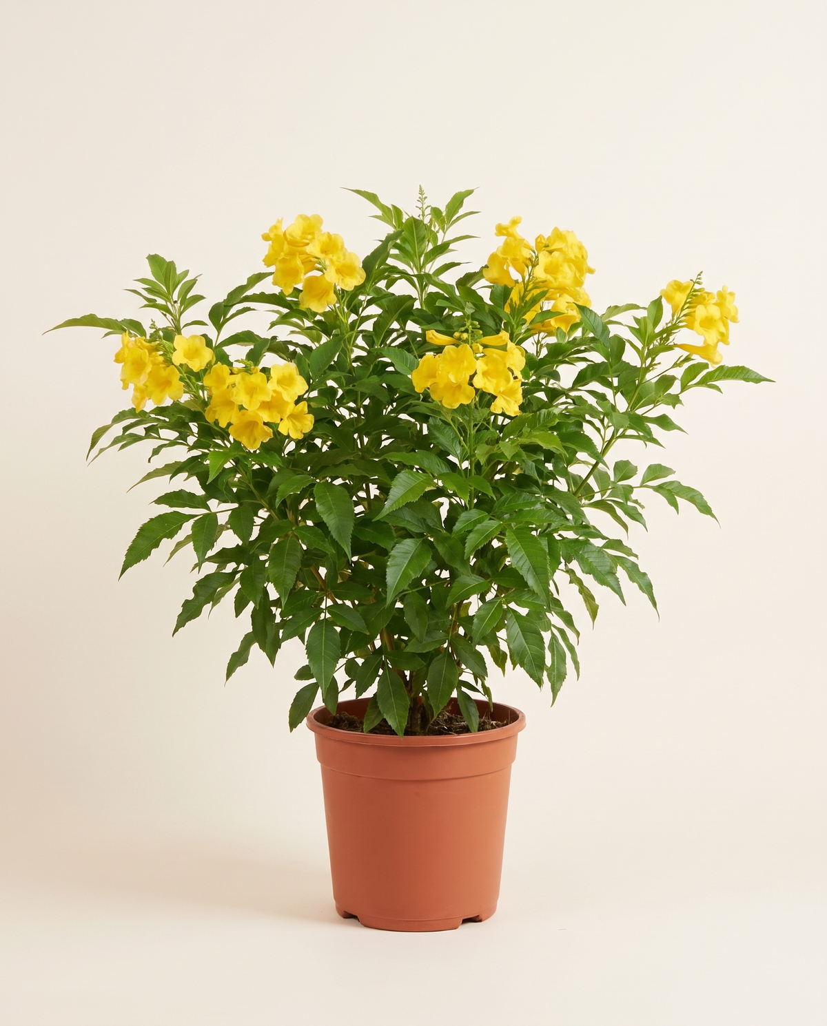 Yellow Bells (Tecoma stans) 25 cm Pot تيكوما صفراء (شجيرة الأجراس الصفراء)